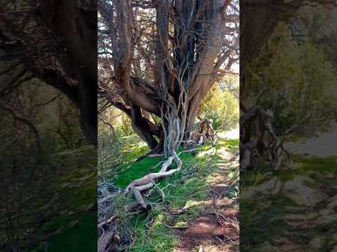 800 m² Lot for Sale - Chacay Bajo - Camino Cascada de Sepúlveda - San Martín de los Andes