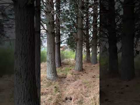 Land in San Carlos de Bariloche