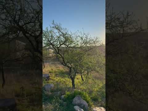 LAND PARCELS UP FOR AUCTION IN VALLE HERMOSO