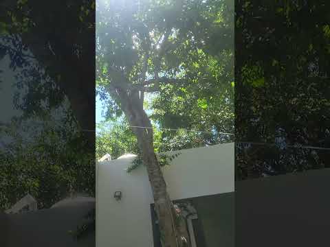 HOUSE FOR SALE IN VALLADOLID, YUCATÁN | SISAL | PRIVATE POOL