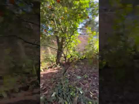 OPPORTUNITY!!!!!!!!!INVESTMENT!!!!!LAND WITH A HOUSE TO RENOVATE!!!