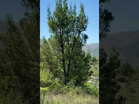 Land for Sale in Villa Giardino