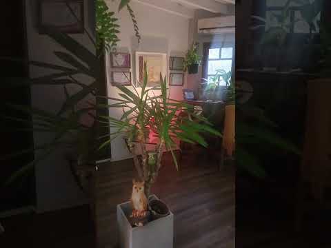 3-Bedroom House in Los Horneros