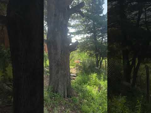 FINANCED LAND IN THE CORDOBA MOUNTAINS