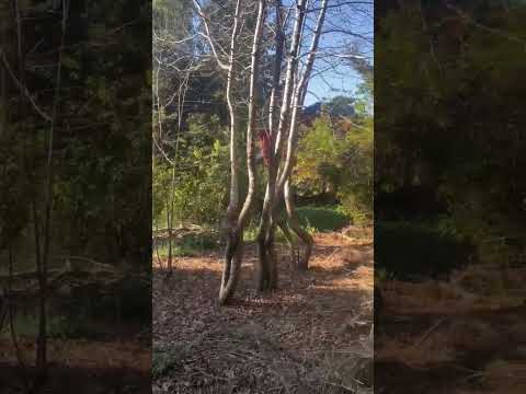 Land in San Carlos de Bariloche