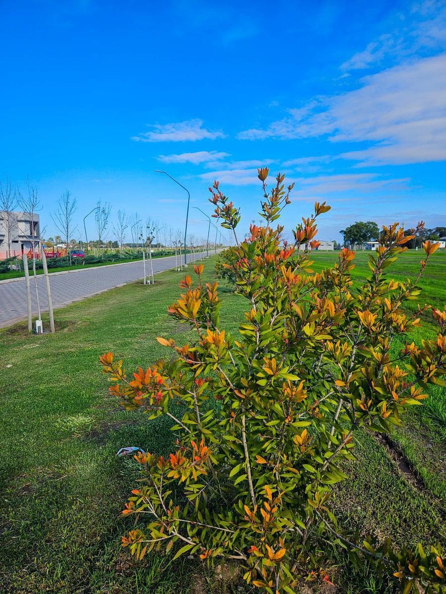 Land in Pueblo Esther - On the Avenue - Commercial Lot