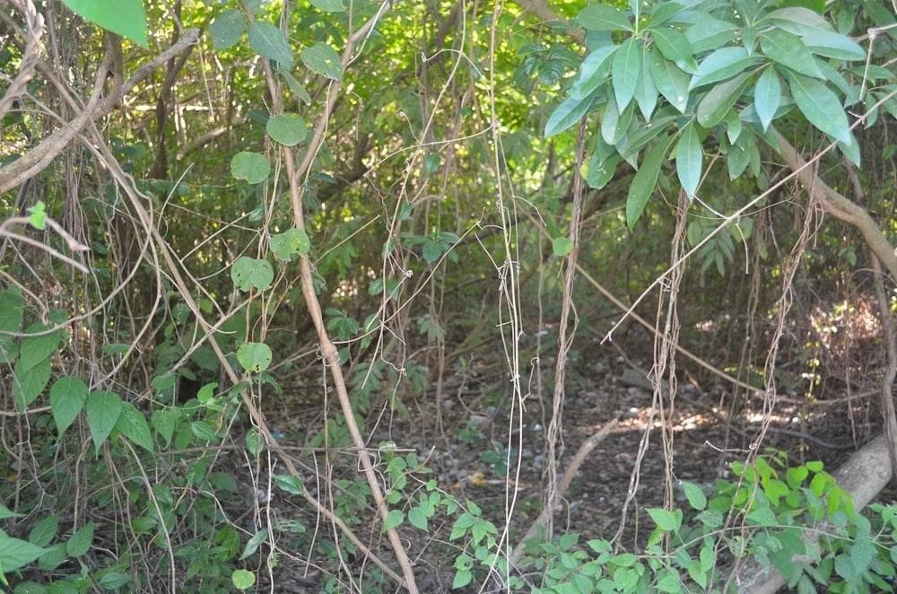 LAND FOR SALE IN PUERTO AVENTURAS, RIVIERA MAYA