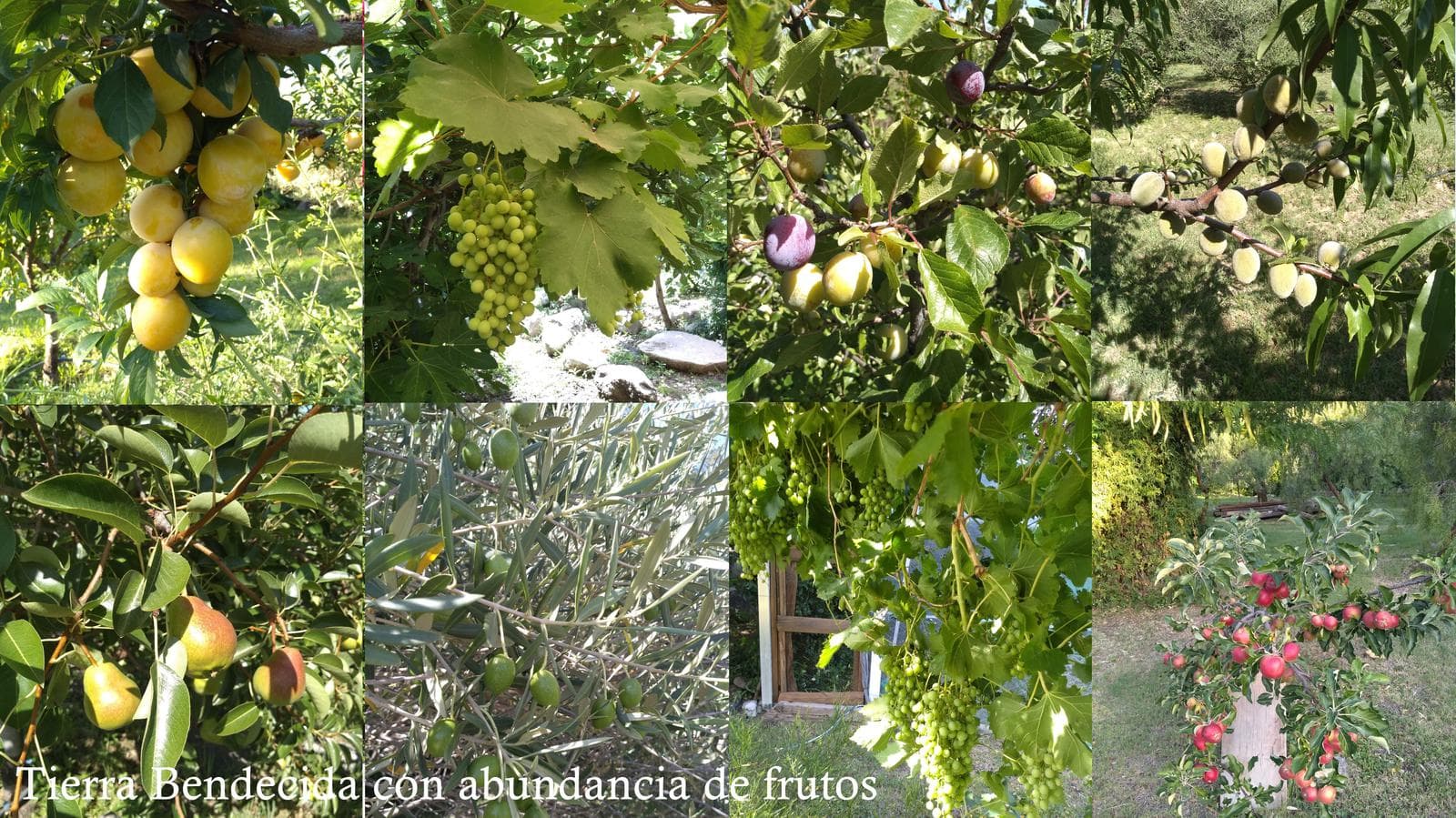 High-Altitude Ranch in Villa de Las Rosas | 2.5 Hectares | Nestled Between Mountains and Valleys