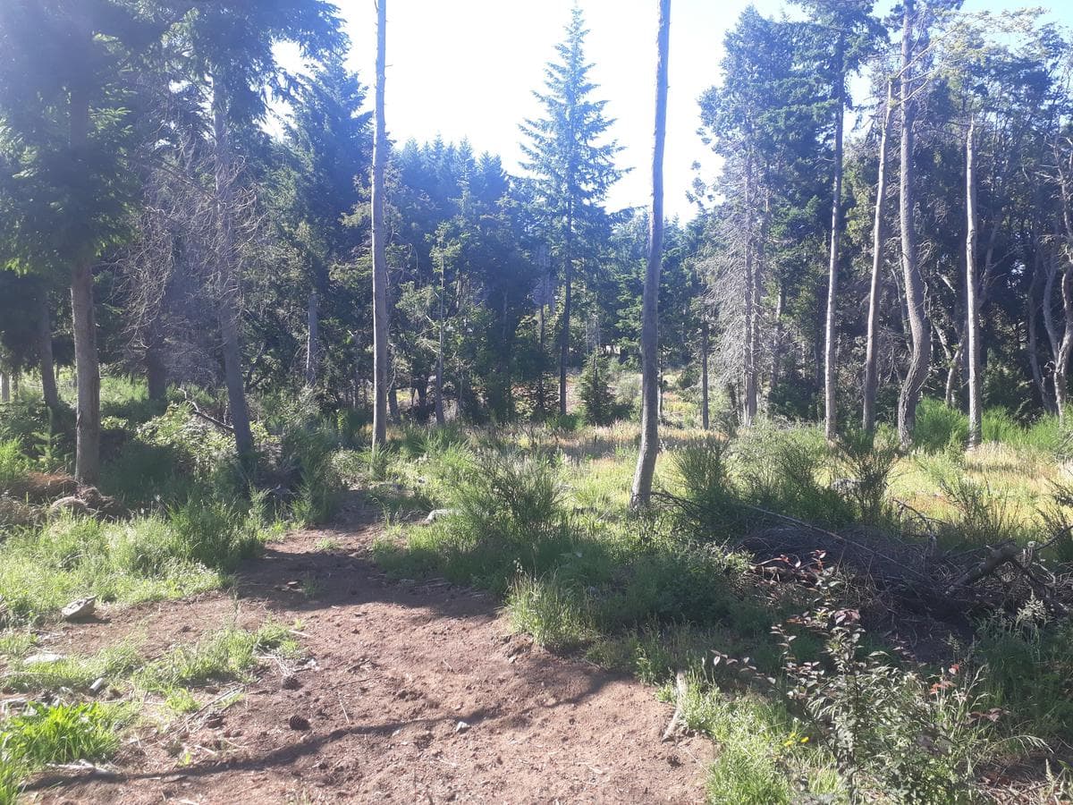 Lot suitable for a tourism venture, on Bustillo Road, km 21 - Bariloche