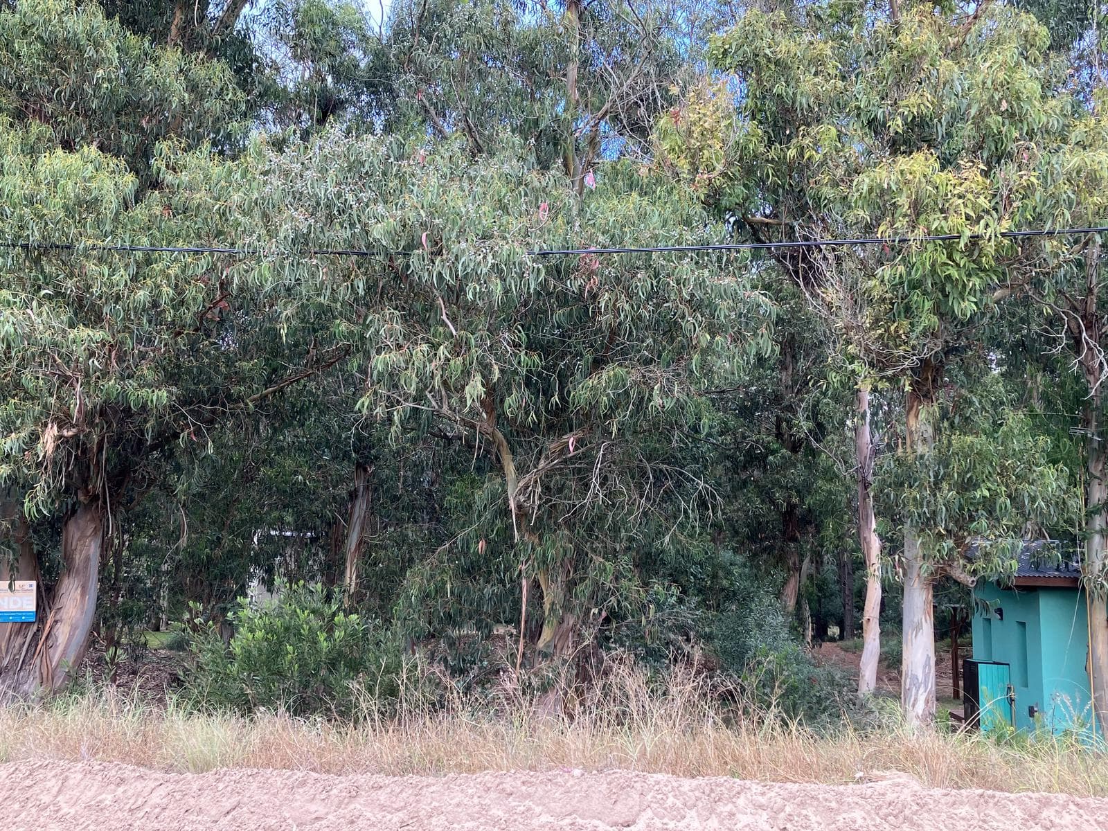 Lot in the Mar de las Pampas Forest