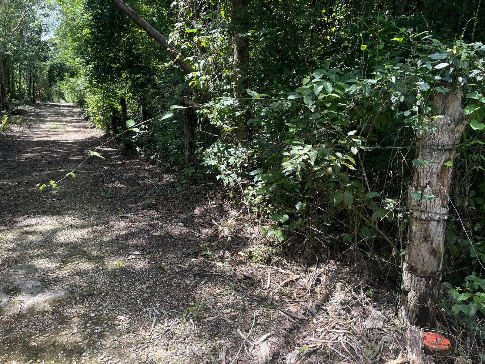 LAND FOR SALE IN CANCÚN ON THE CENOTE ROUTE