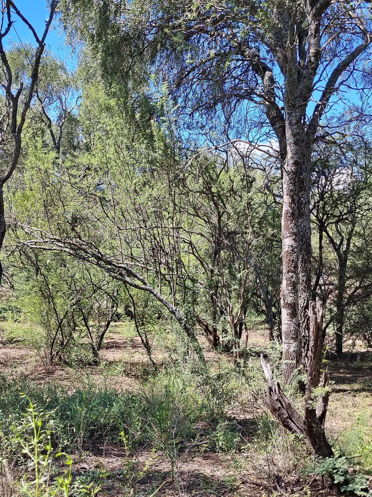 OPPORTUNITY | FINANCING: Last lot of 1,000 m² located 300 meters from Lake Boca del Río | Las Tapias