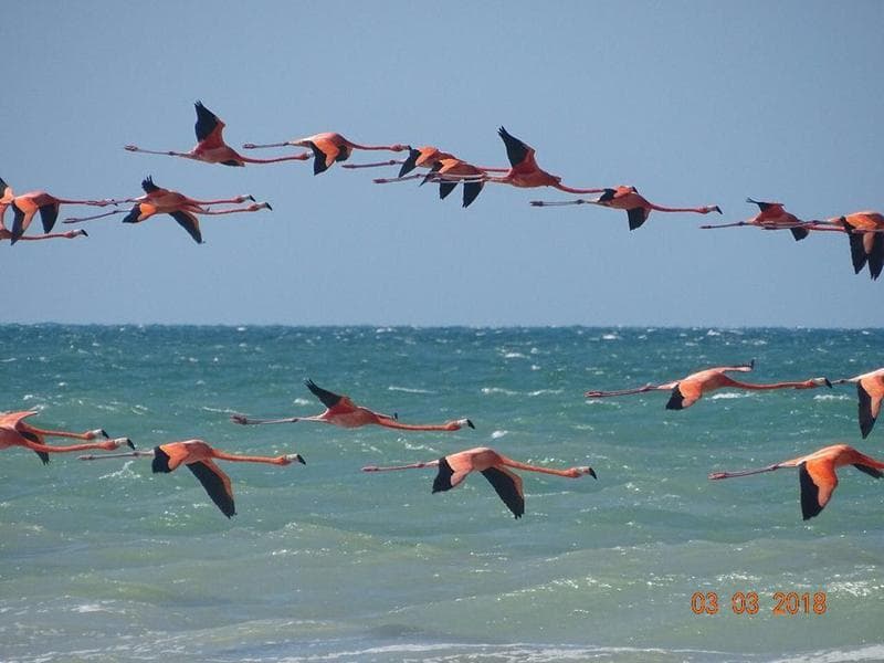 Large oceanfront lot in Sisal, Yucatán. Ideal for developers