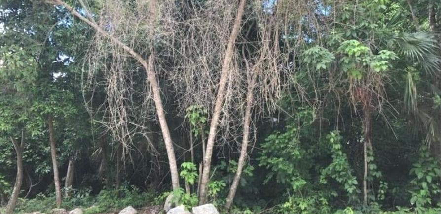 164 M2 LOT FOR SALE IN PUERTO MORELOS, READY FOR TITLE TRANSFER, WITH AMENITIES