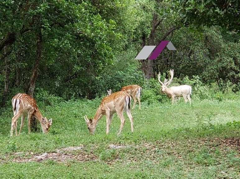 Land for SALE - Mil Encinos Rural Subdivision next to Bioparque Estrella, MONTEMORELOS
