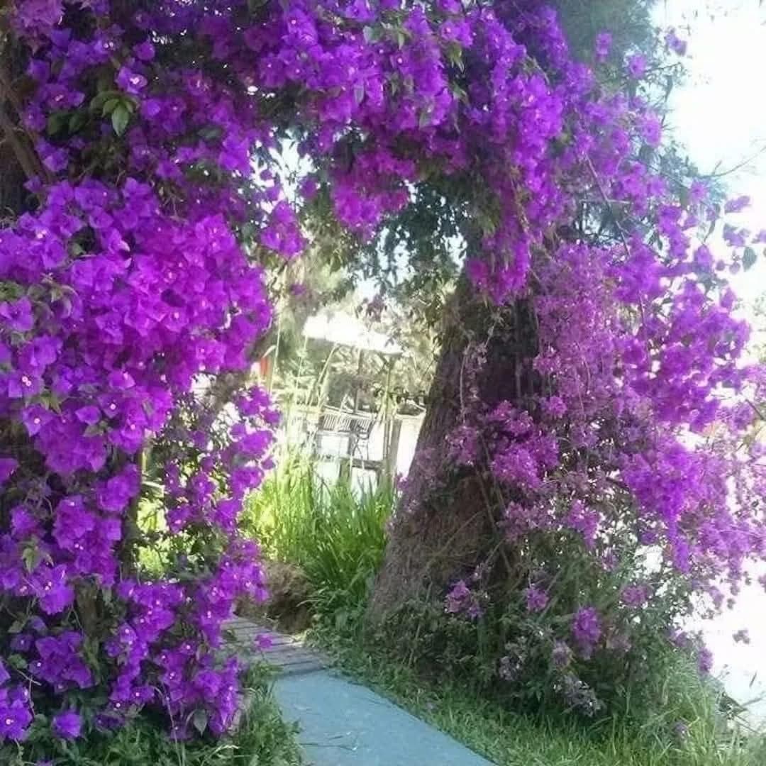House - Tigre Delta Area