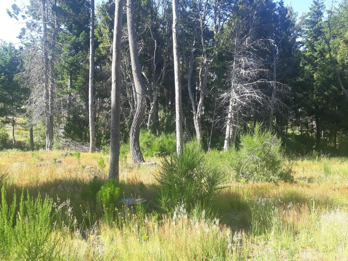 Plot suitable for a culinary tourism venture, Av. Bustillo, km 21 - Bariloche