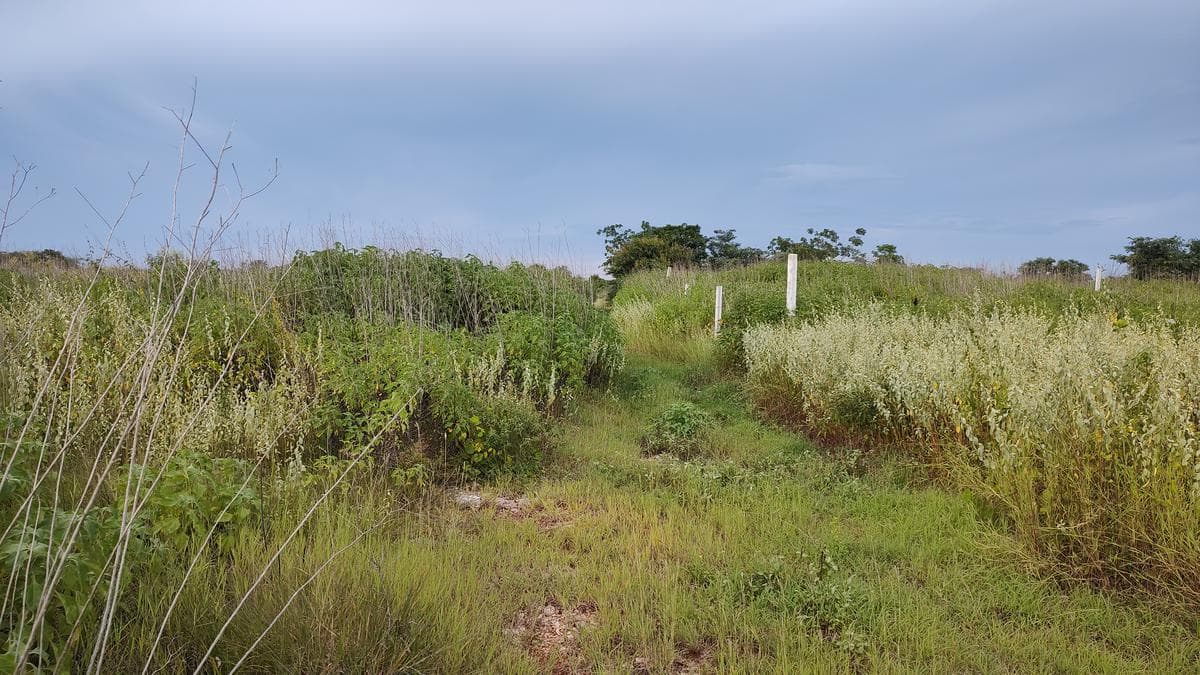 1,660-square-meter lot in a rapidly growing area of Chablekal