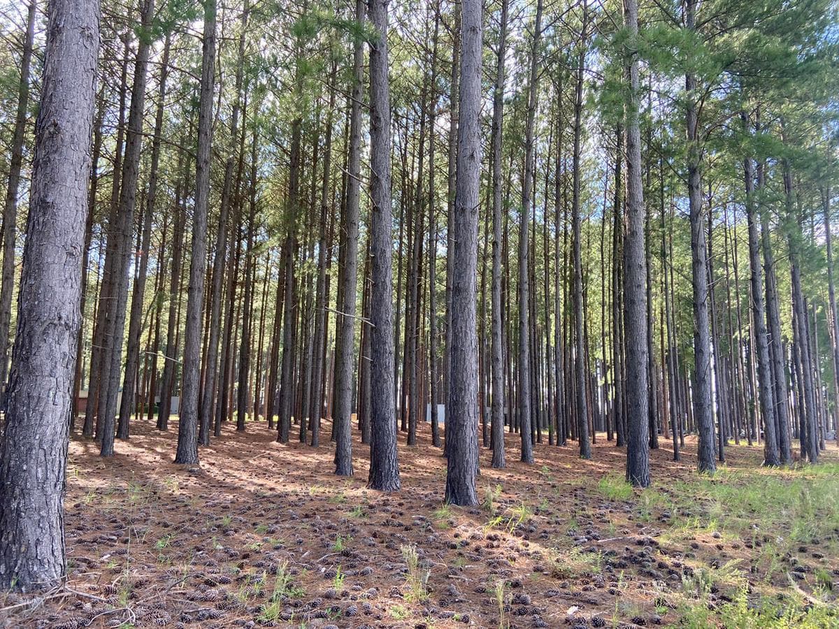 Lots for sale at Aldea Club de Campo in Colón, Entre Ríos, starting at USD 38,000!