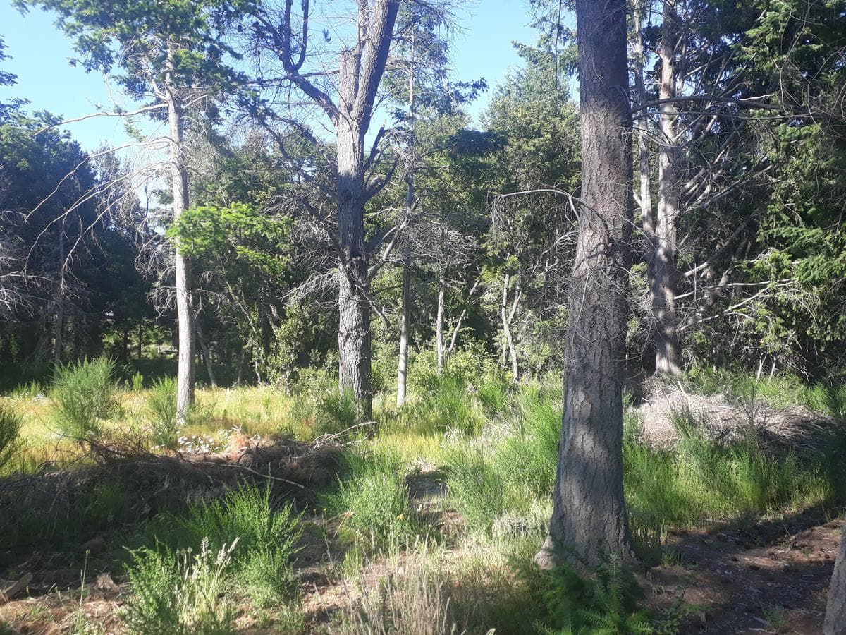 Lot suitable for a tourism venture, on Bustillo Road, km 21 - Bariloche