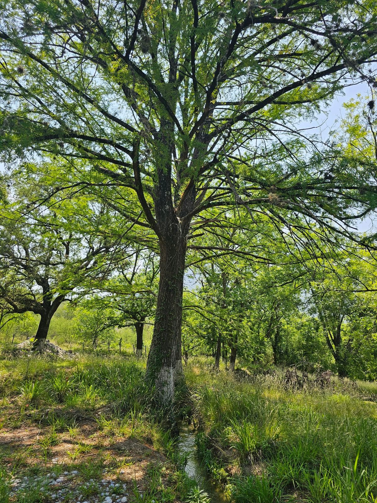 Land for SALE in the Campestre Las Aguilillas Subdivision, MONTEMORELOS, starting at 1,500 m2