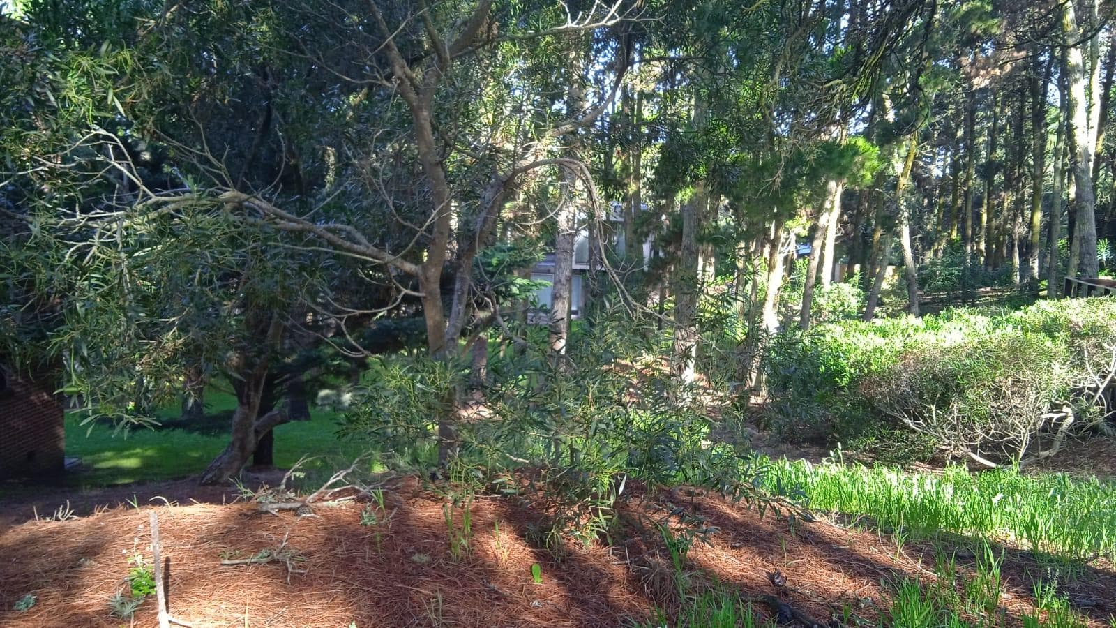 675-meter lot with good elevation and tree cover
