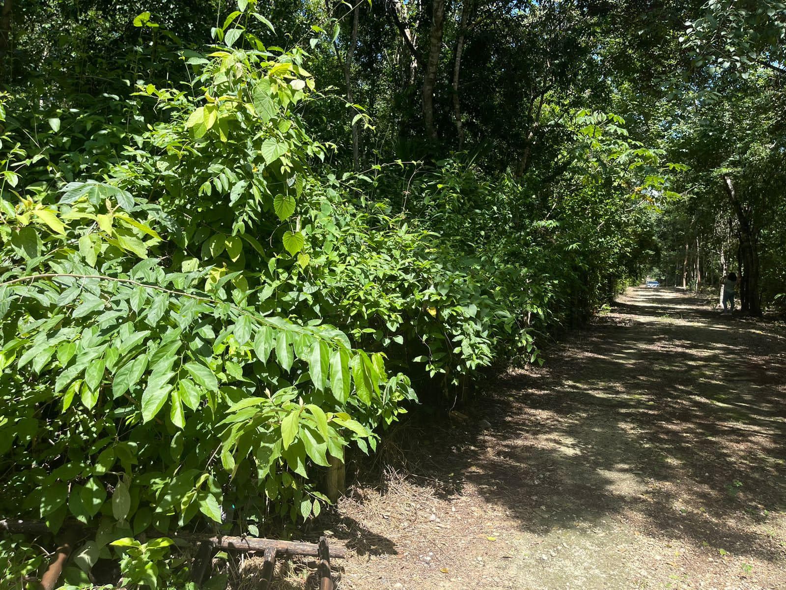 LAND FOR SALE IN CANCÚN ON THE CENOTE ROUTE