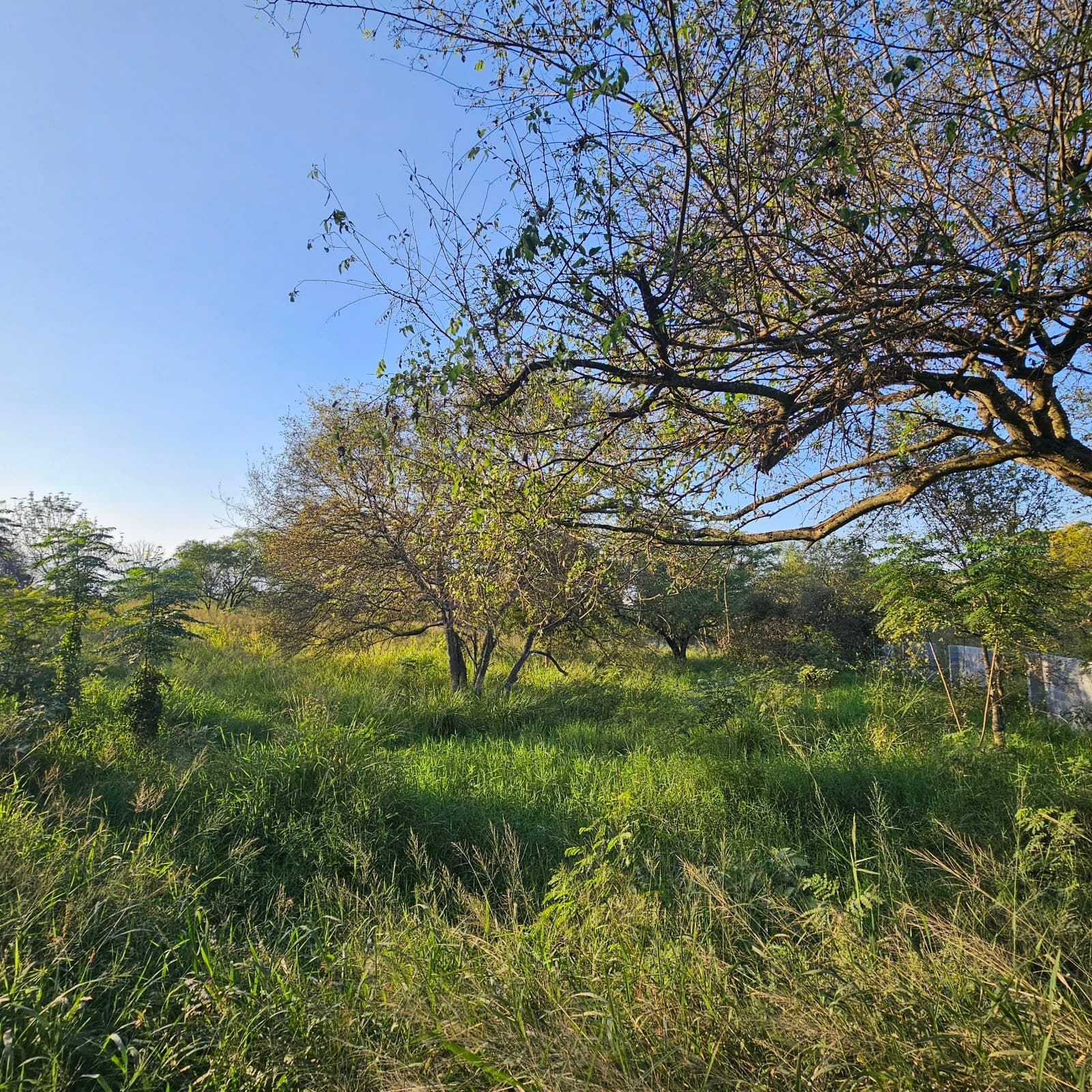 Land for Sale: 22,516 m² in Congregación Calles, Montemorelos, Nuevo León.