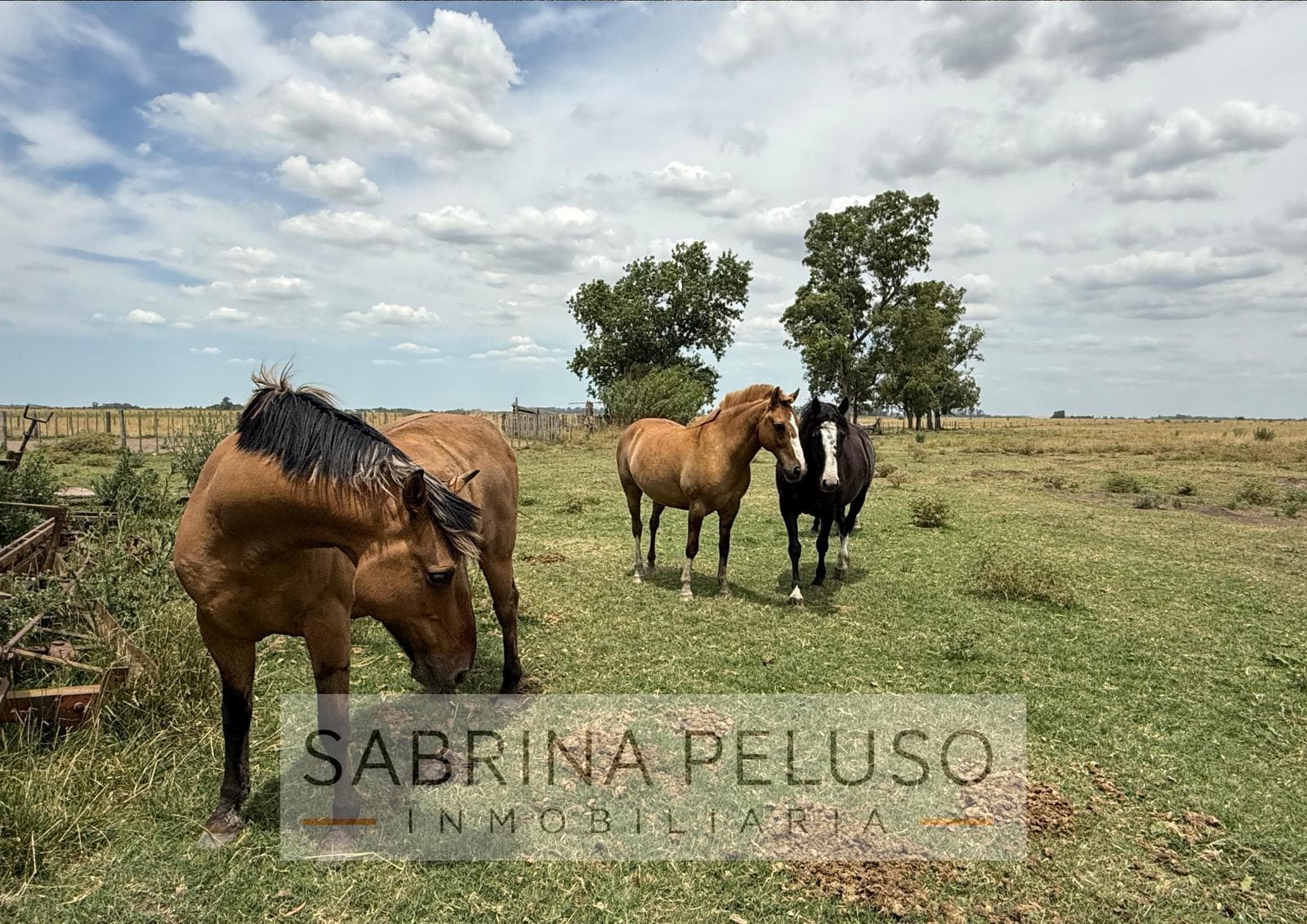 Farm in Cañuelas, 178 ha