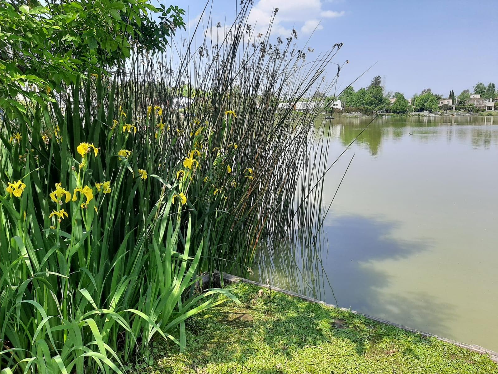 Lot Near the Lagoon at Club de Campo San Francisco Manzanares Pilar