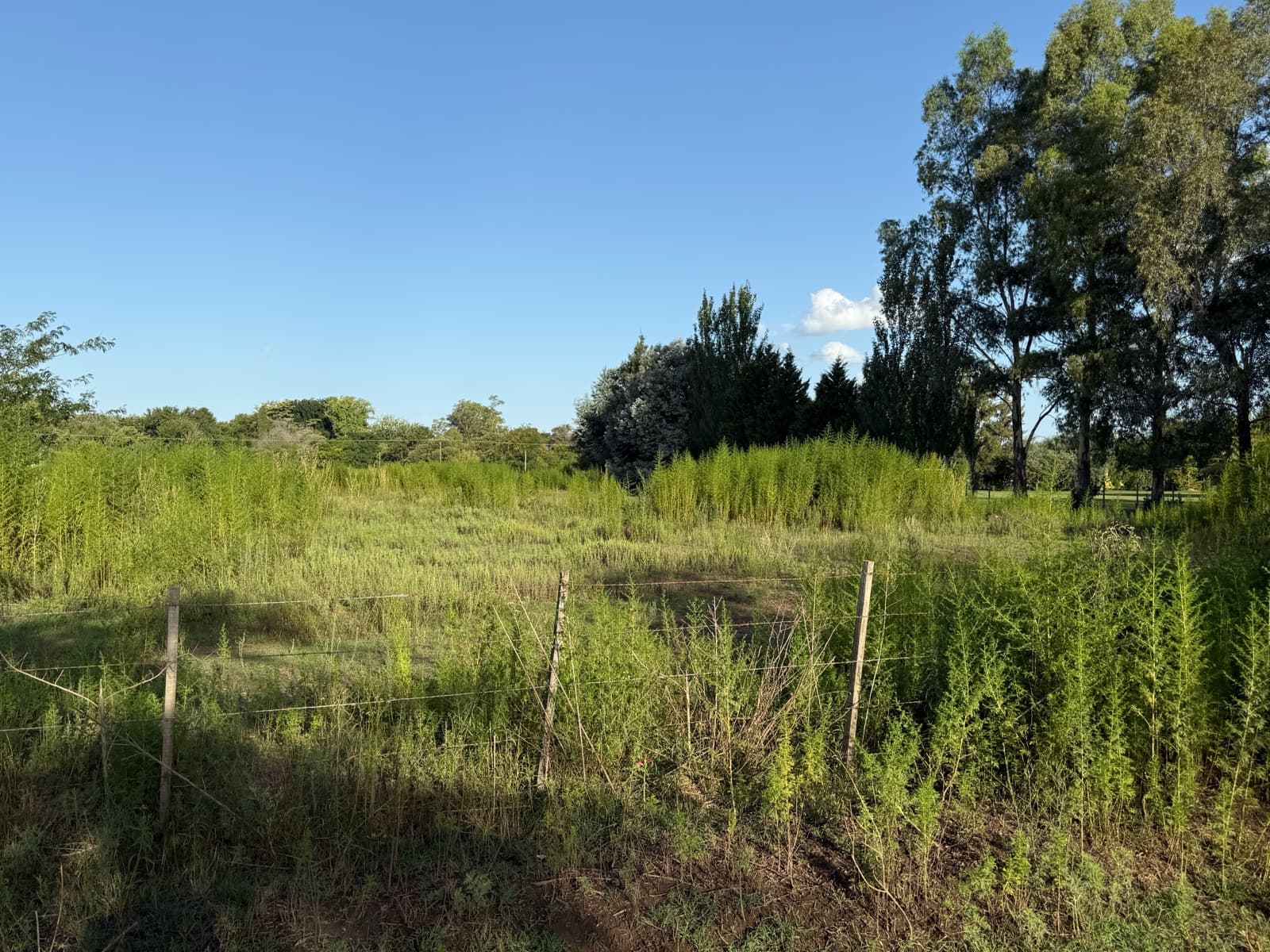 An incredible opportunity—land for sale in Lobos!