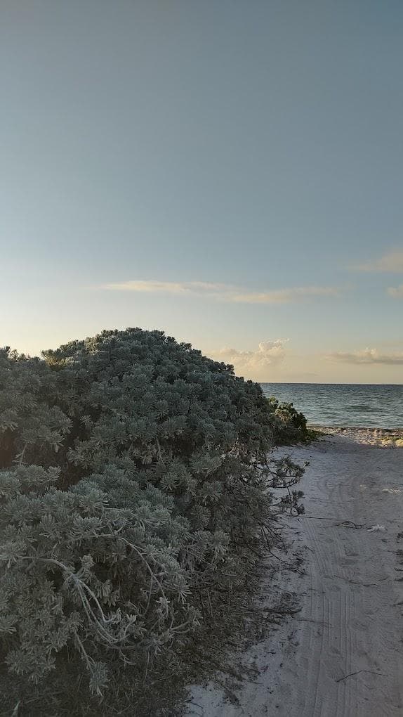 Oceanfront Lot for Sale in Chicxulub Puerto—20 Linear Meters