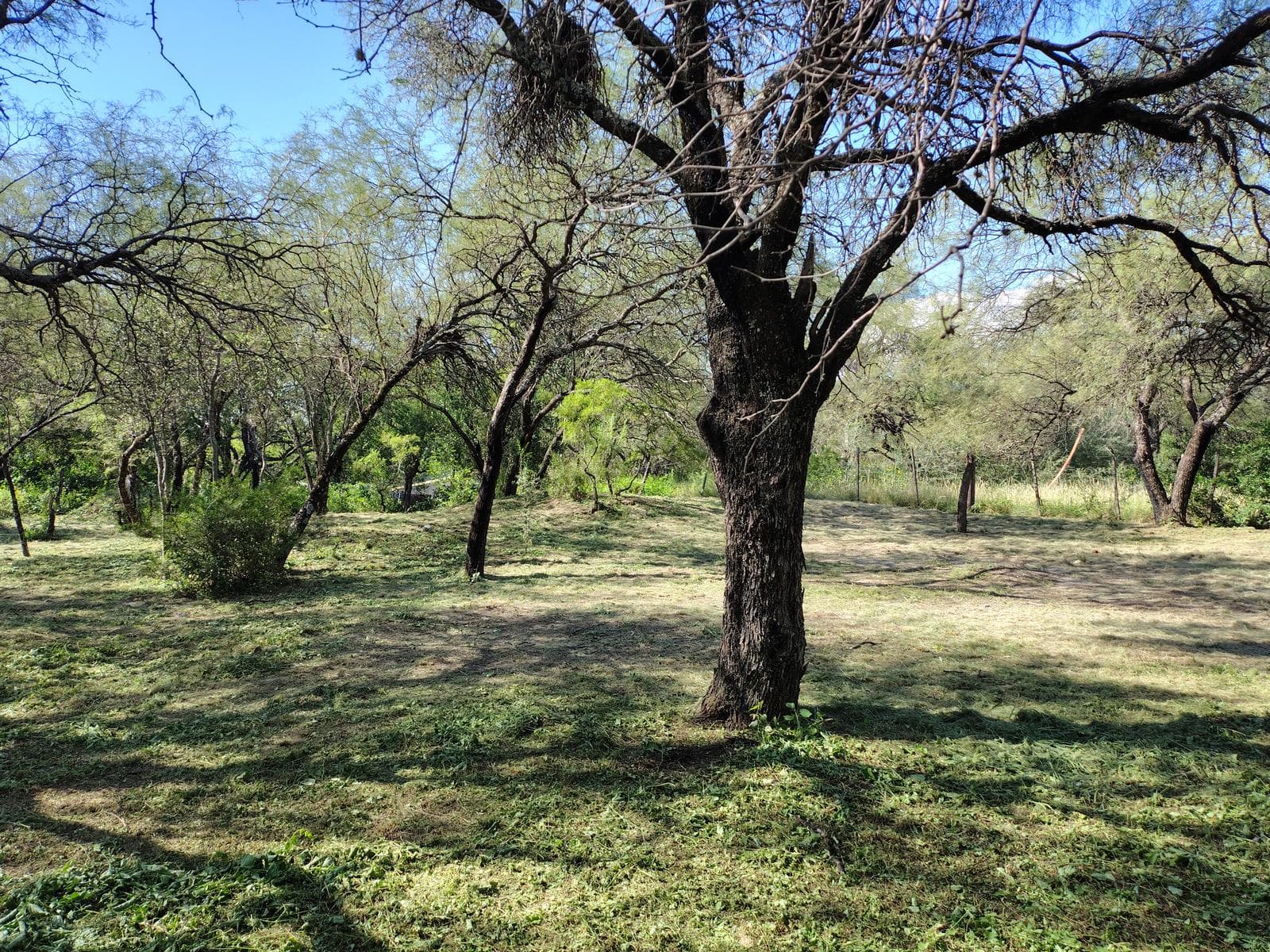 1,000 m² Wooded Lot | La Aguadita, Villa de Las Rosas | Financing Available | Excellent Setting