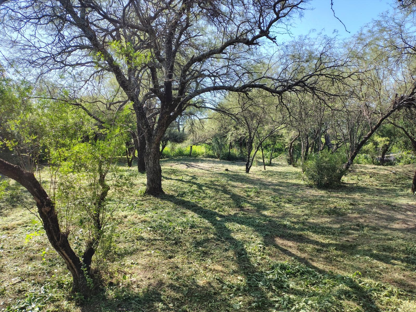 1,000 m² Wooded Lot | La Aguadita, Villa de Las Rosas | Financing Available | Excellent Setting