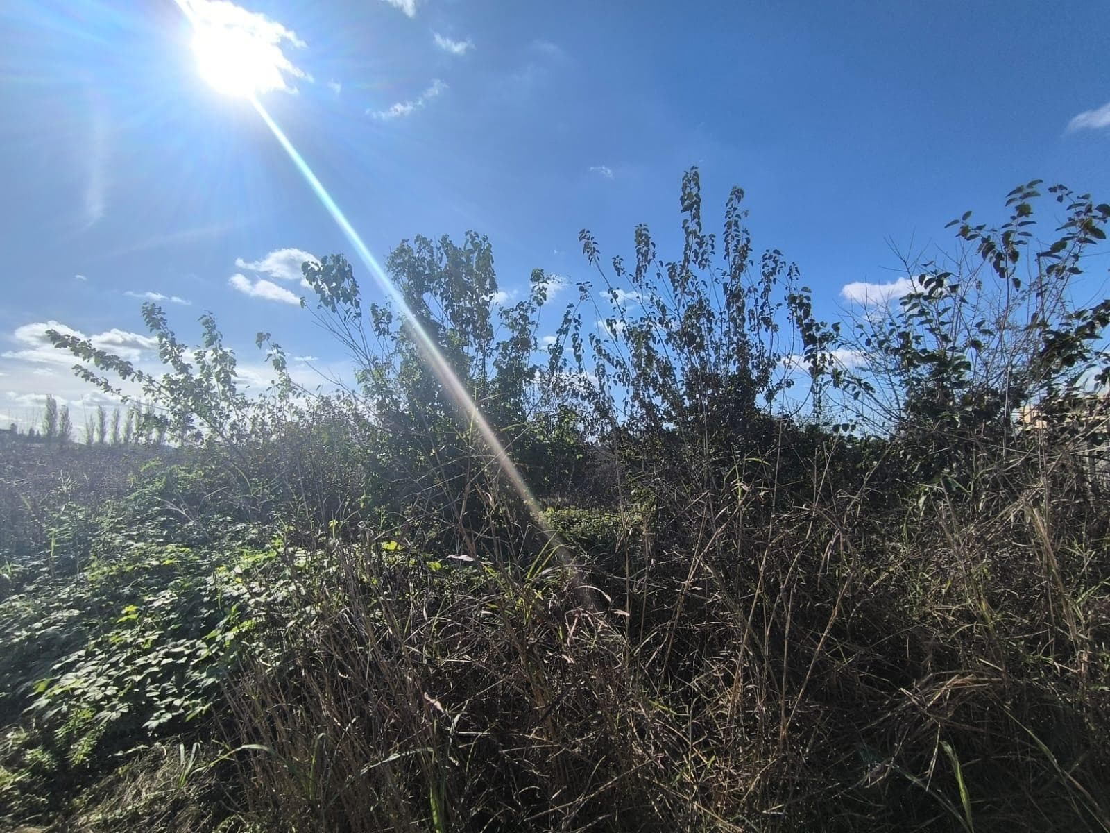 Land for Sale - Pilar