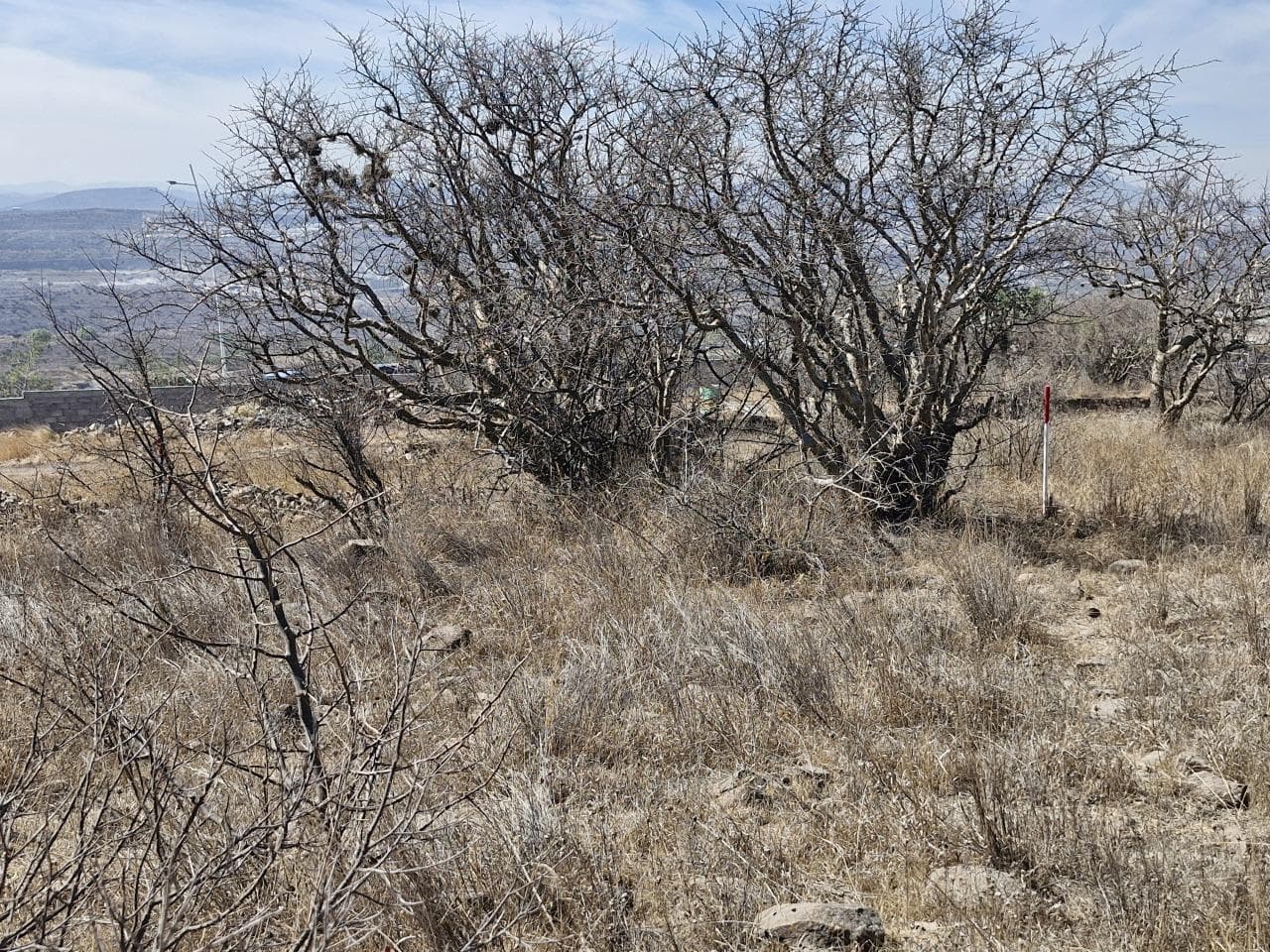 Land for Sale Punta Mezquite Zákia