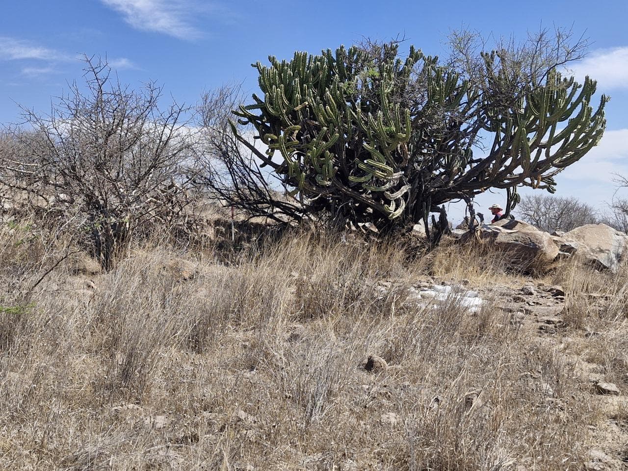 Land for Sale Punta Mezquite Zákia