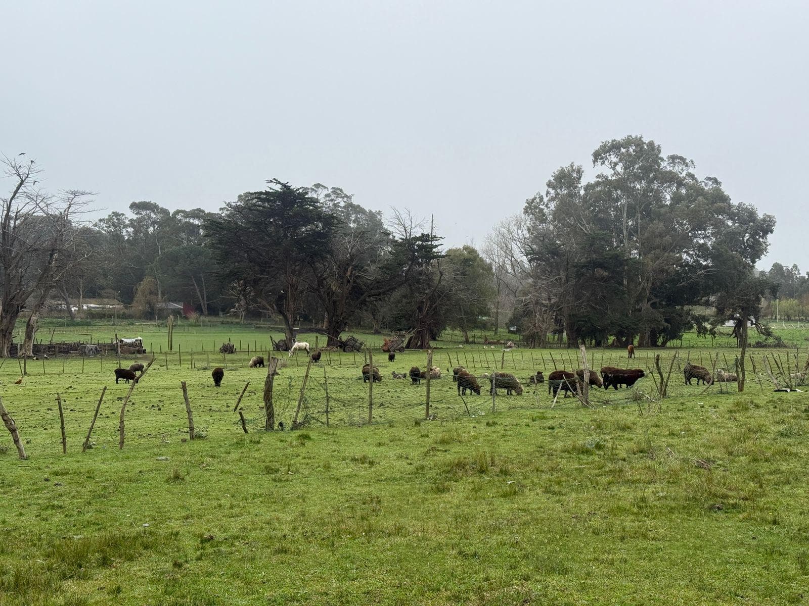 Land in Jorge Newbery