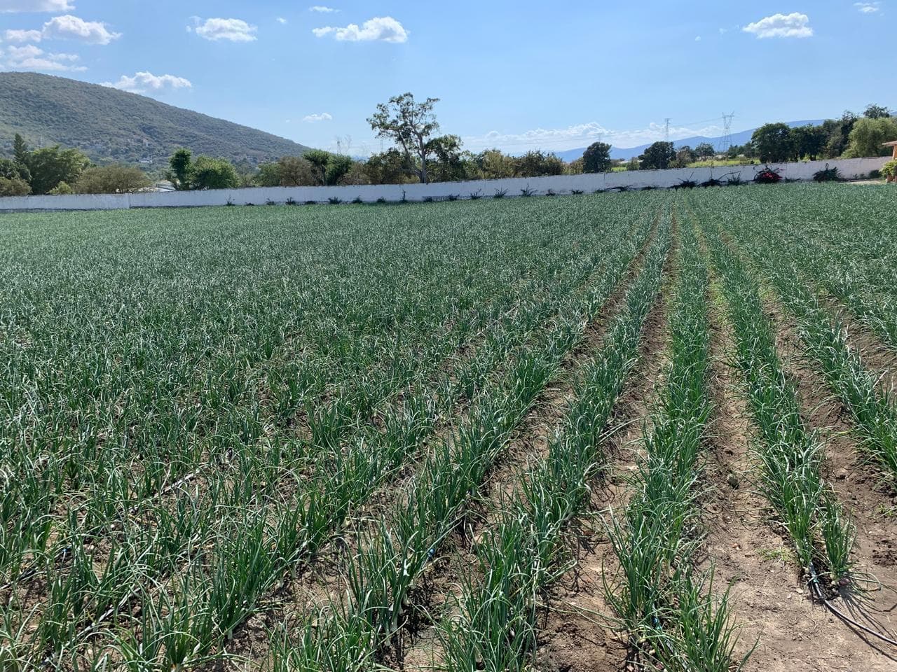 Land for sale in Yautepec, suitable for residential development, commercial use, or seasonal farming.