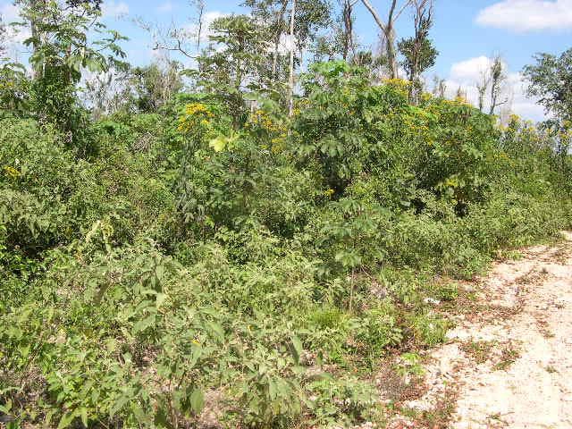 LAND FOR SALE IN CANCÚN IN LEONA VICARIO ON THE CANCÚN–MÉRIDA HIGHWAY