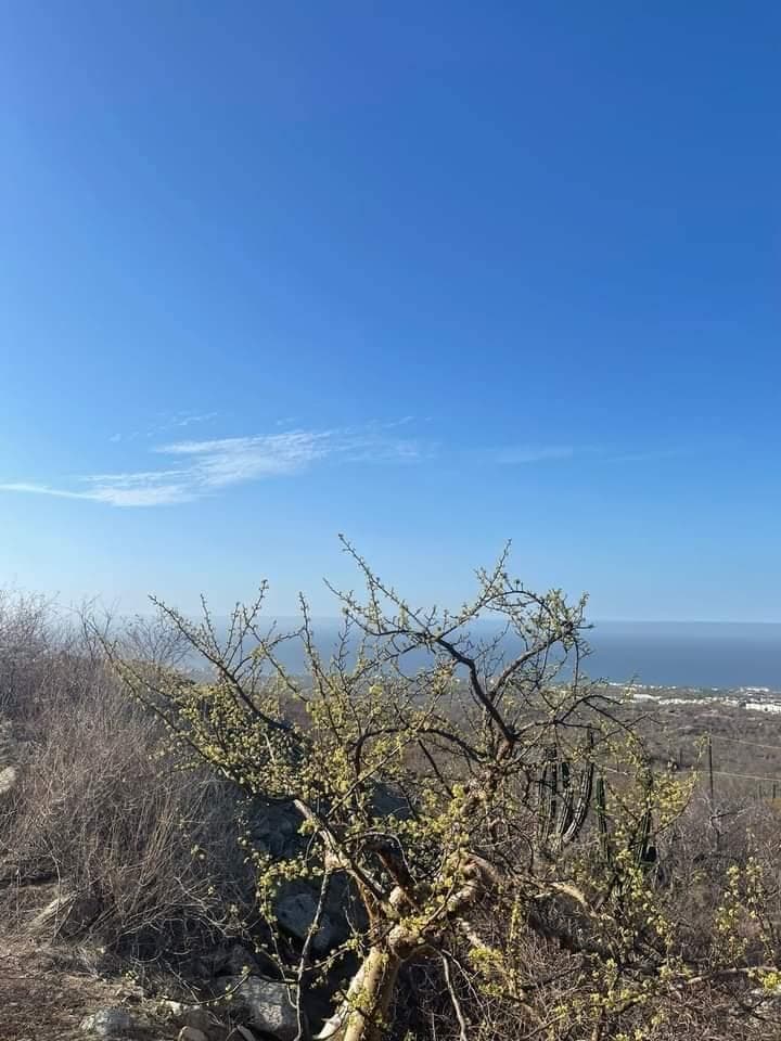 7-HECTARE LOT FOR SALE IN LOS CABOS SAN LUCAS