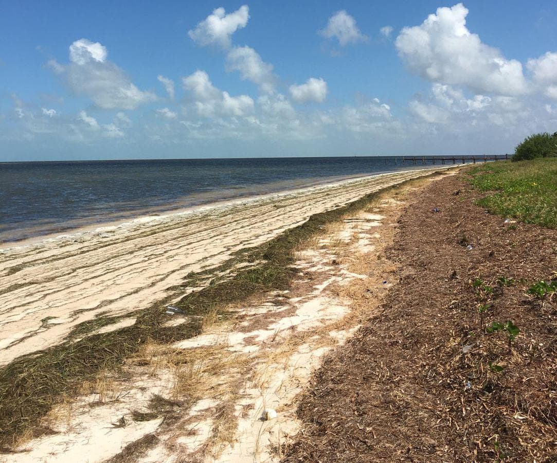 Oceanfront lot in Dzilam de Bravo, measuring 82 meters wide by 190 meters deep