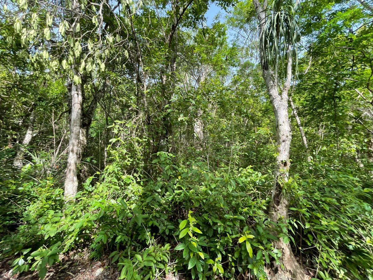 Lot NEAR CENOTE DOS OJOS