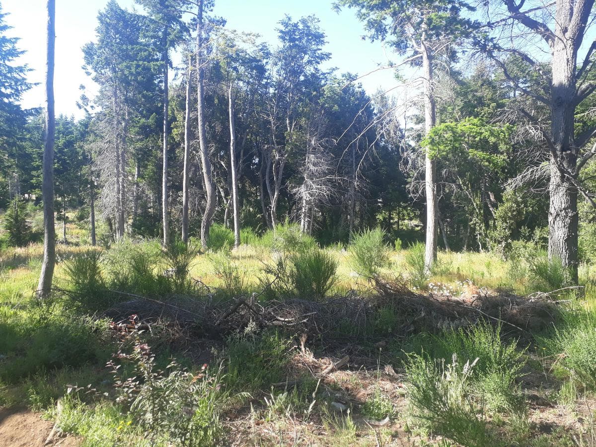 Lot suitable for a tourism venture, on Bustillo Road, km 21 - Bariloche