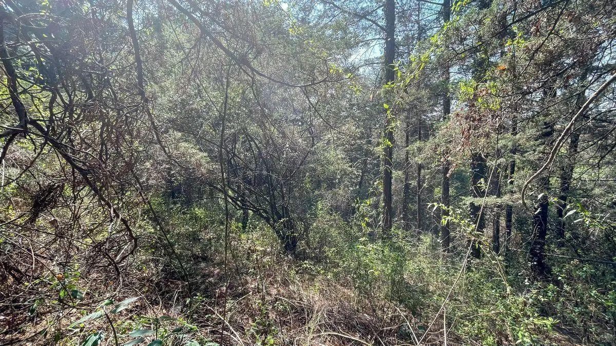 LAND FOR SALE – SAN MATEO TLALTENANGO, CUAJIMALPA (LOMA TLALMIMINOLPAN)