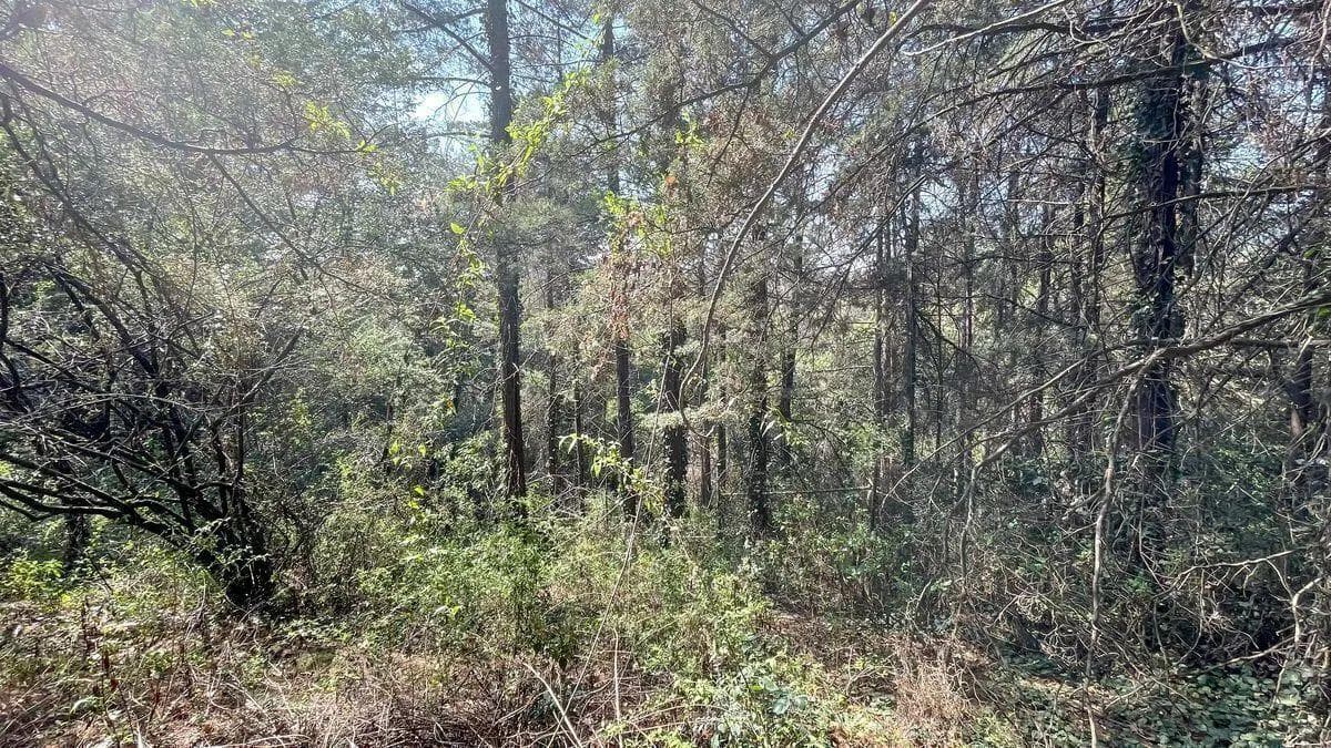 LAND FOR SALE – SAN MATEO TLALTENANGO, CUAJIMALPA (LOMA TLALMIMINOLPAN)