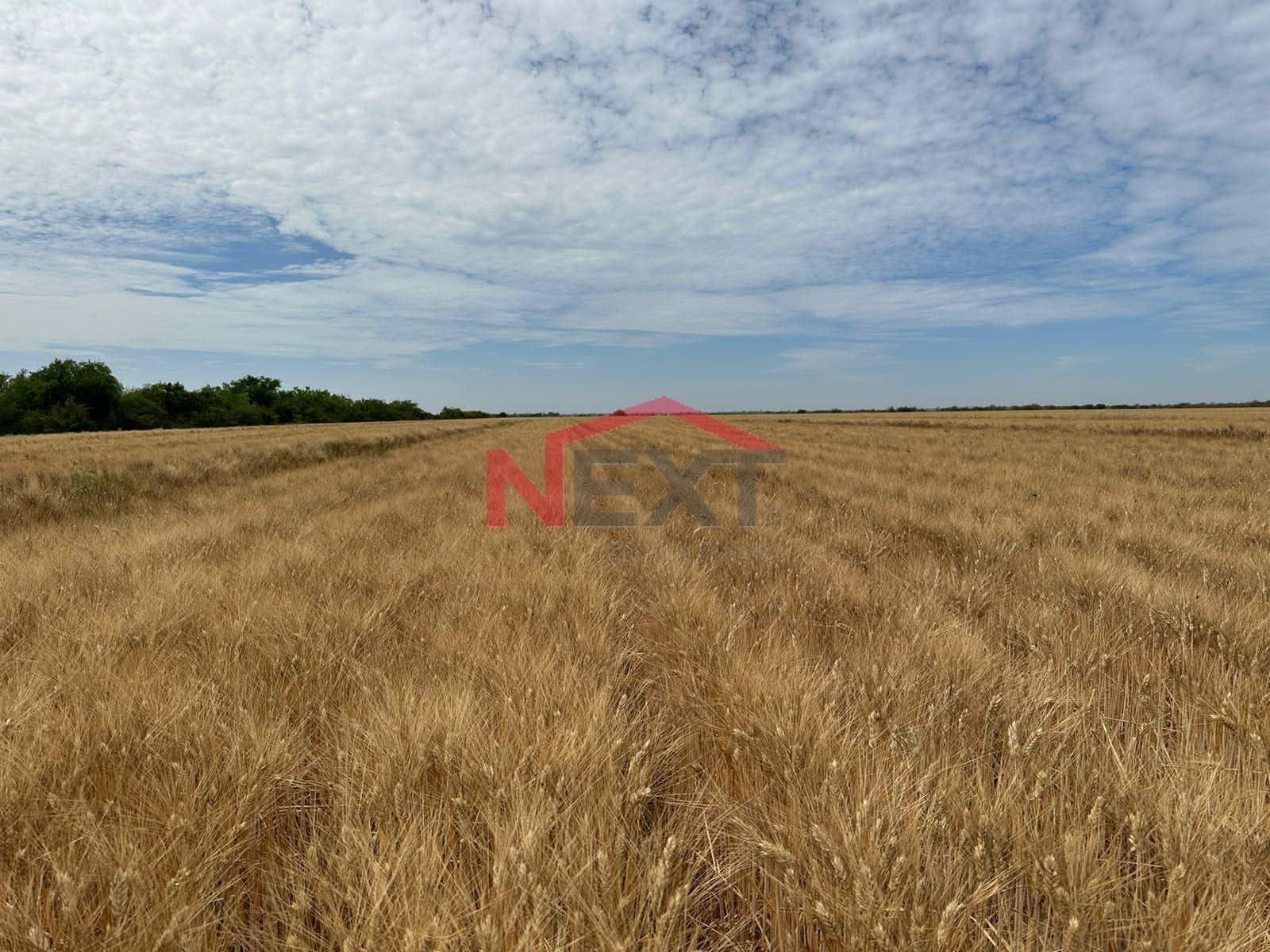 FARM FOR SALE IN BACAME, ETCHOJOA, SONORA