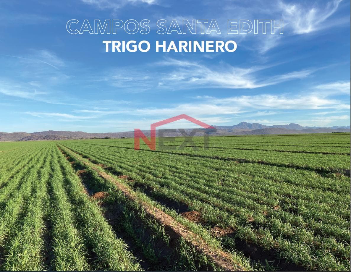Agricultural fields for sale, Santa Edith?