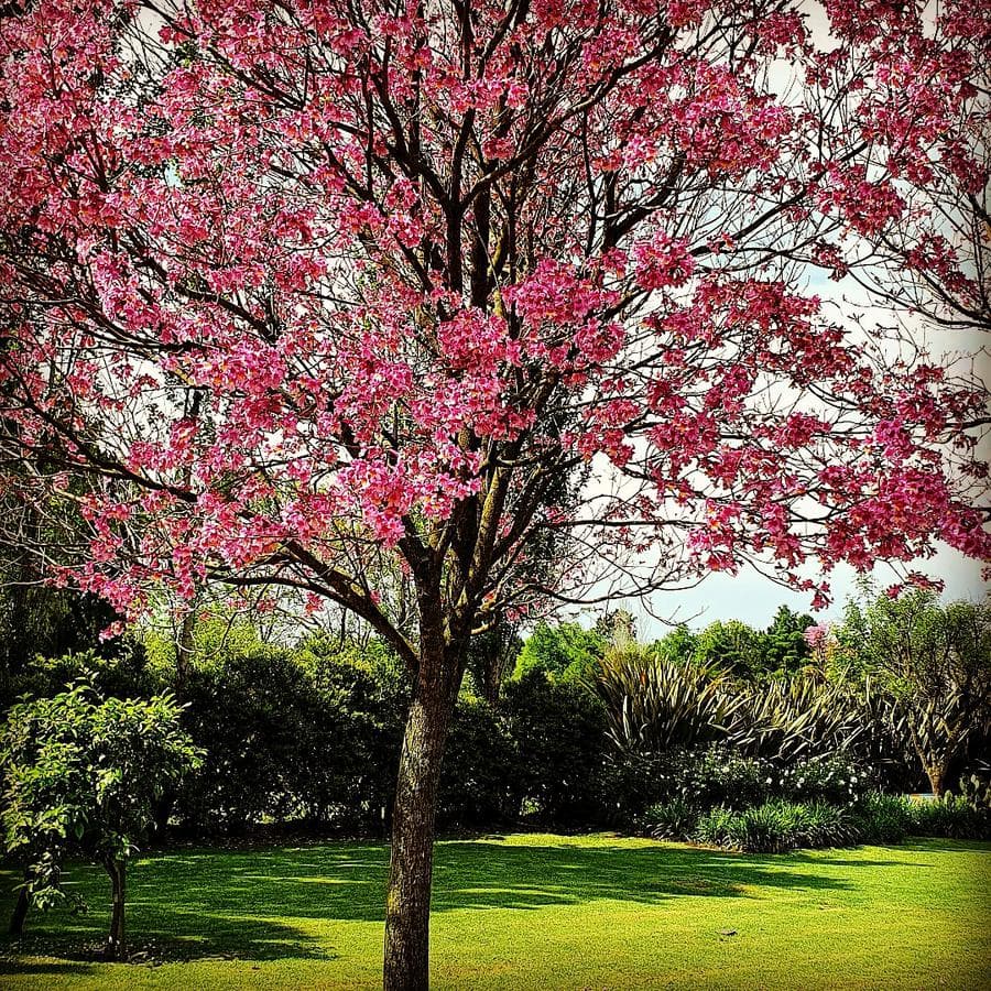 Home - Buenos Aires Golf