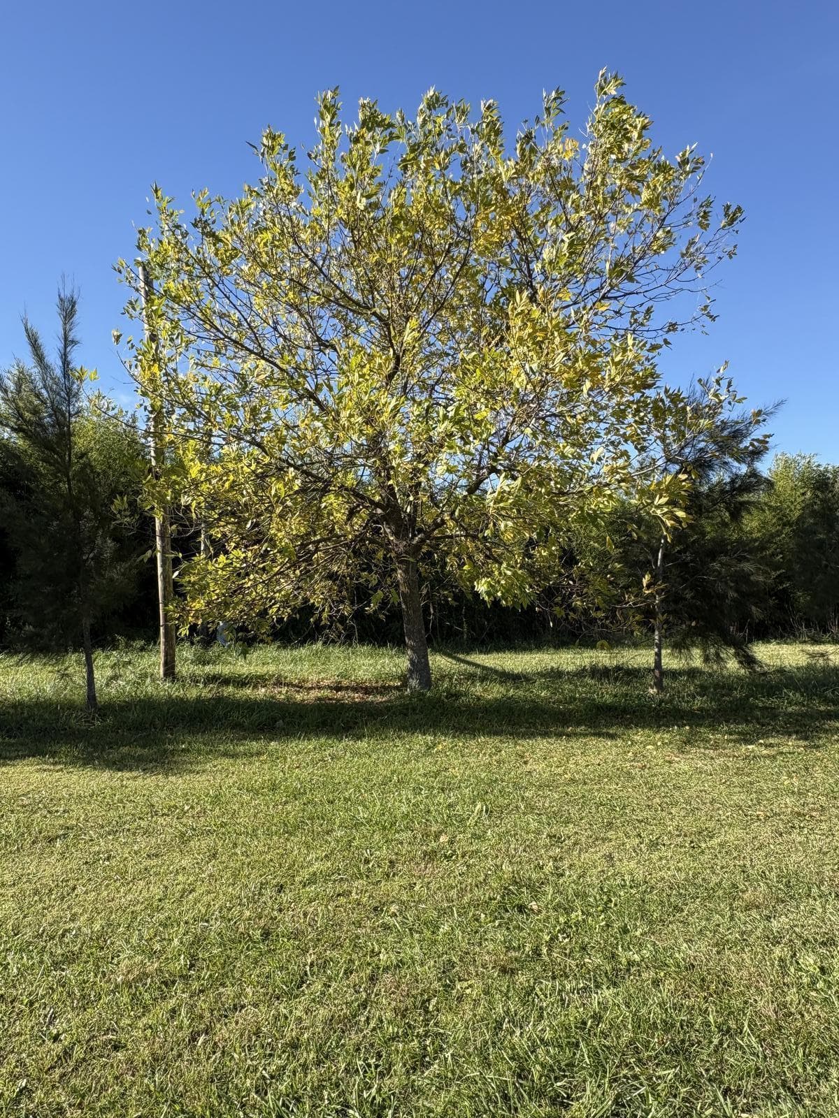 Land in Lobos